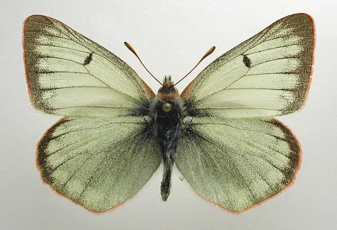 DNA-analys visar hur fjärilar kan byta färgprakt mot fruktsamhet