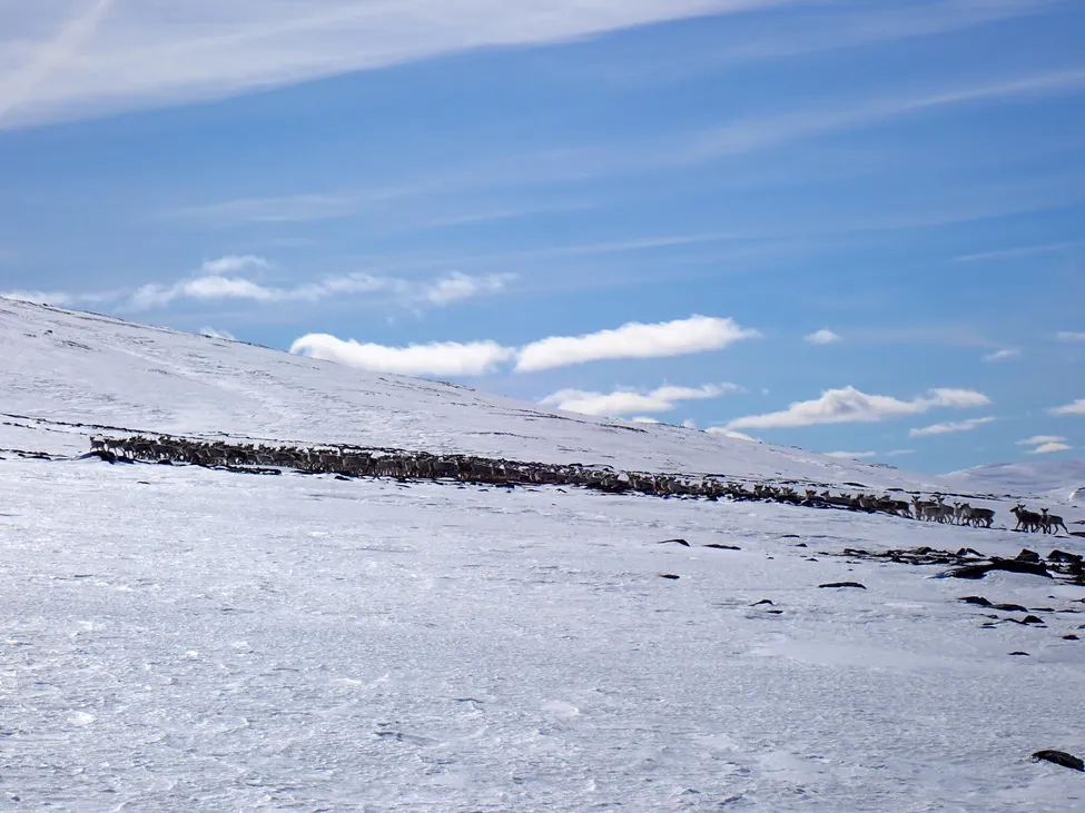 Klicka för att förstora