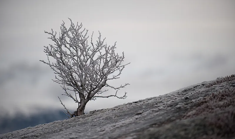 Klicka för att förstora