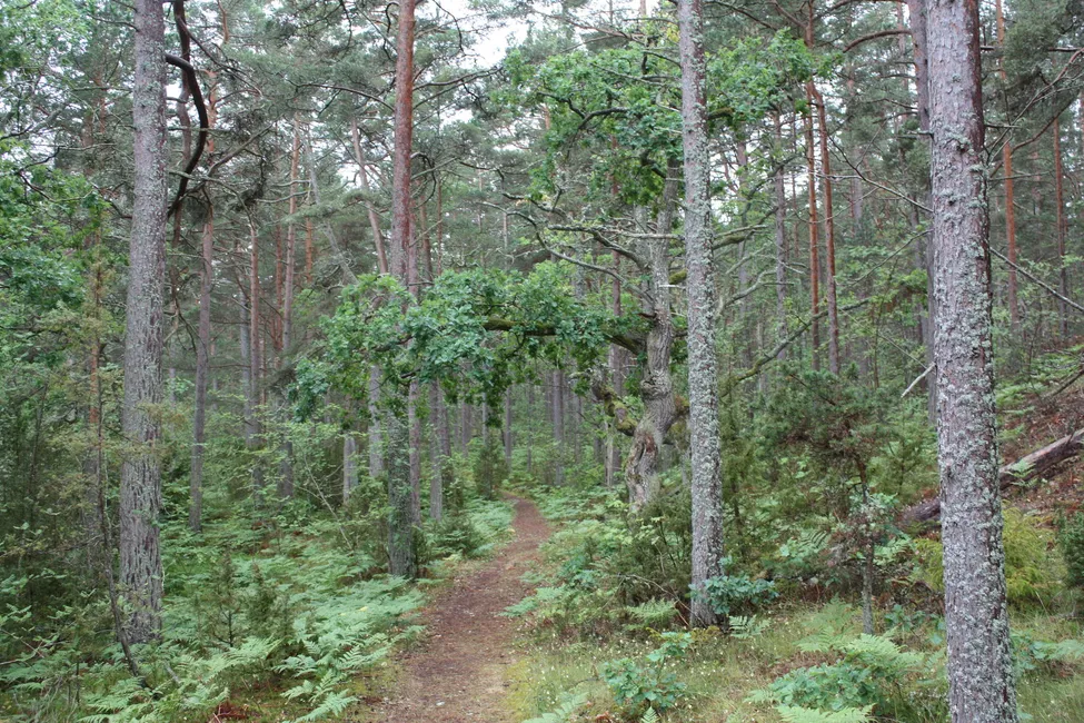 Klicka för att förstora