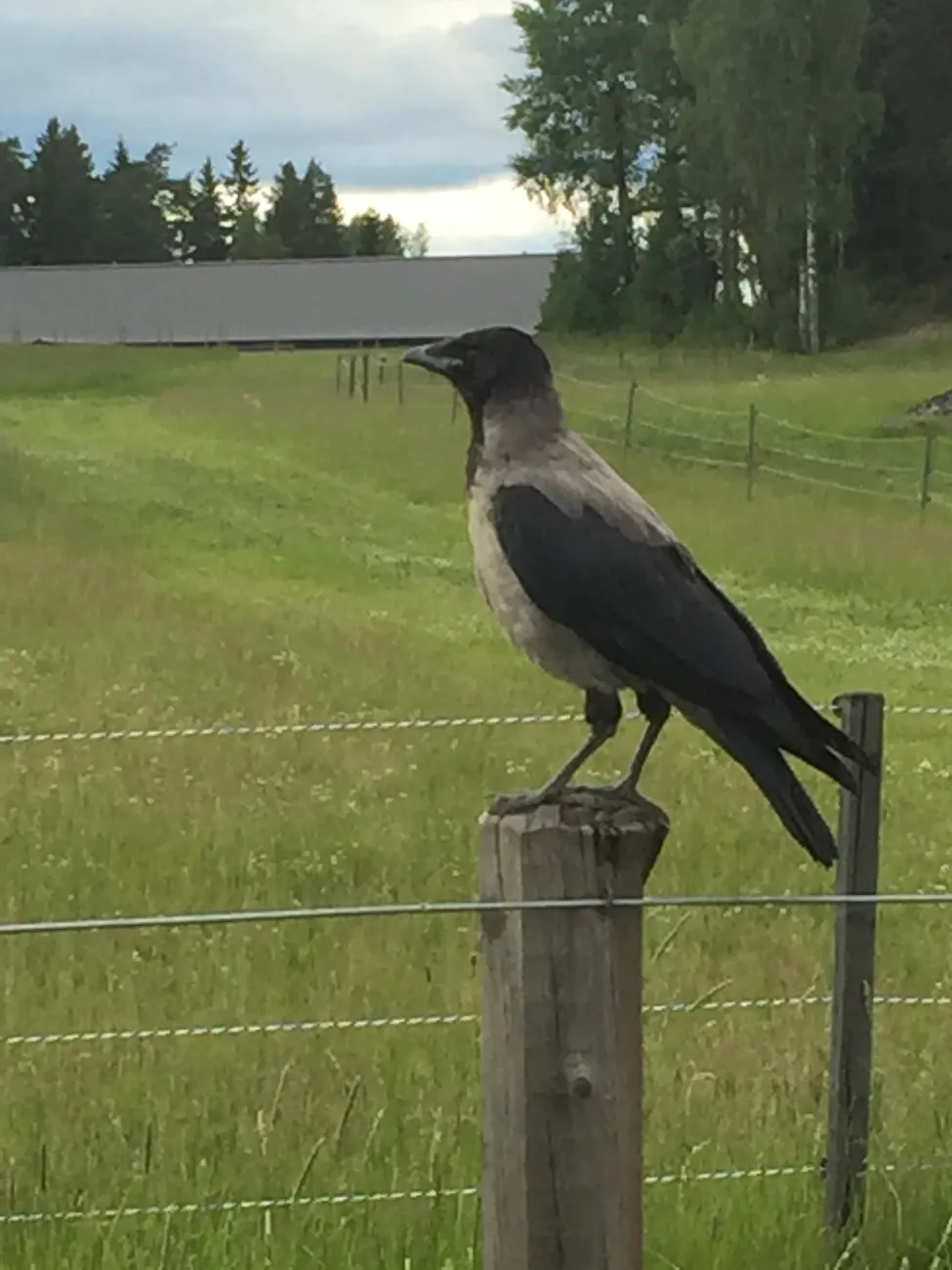 Klicka för att förstora