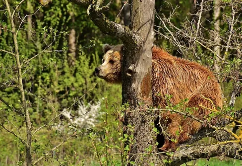 Björnstammen i Sverige är stabil