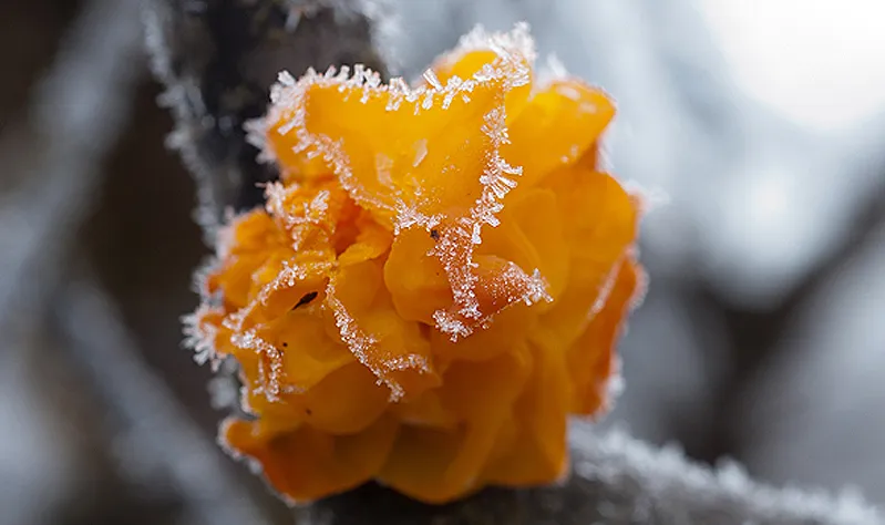 Klicka för att förstora