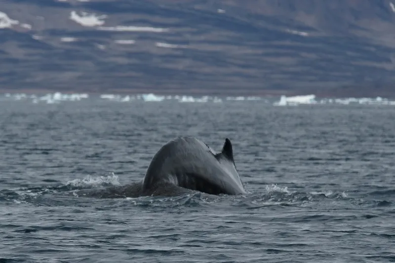 Klicka för att förstora