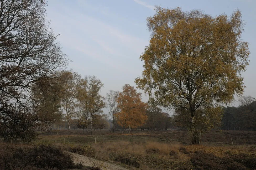 Klicka för att förstora