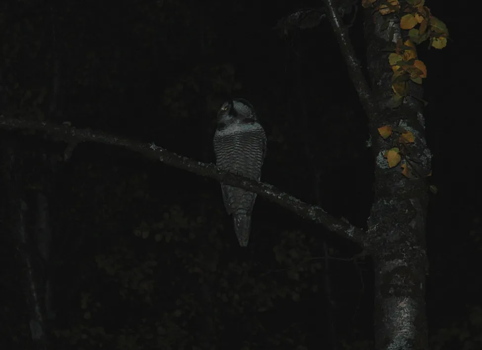 Klicka för att förstora