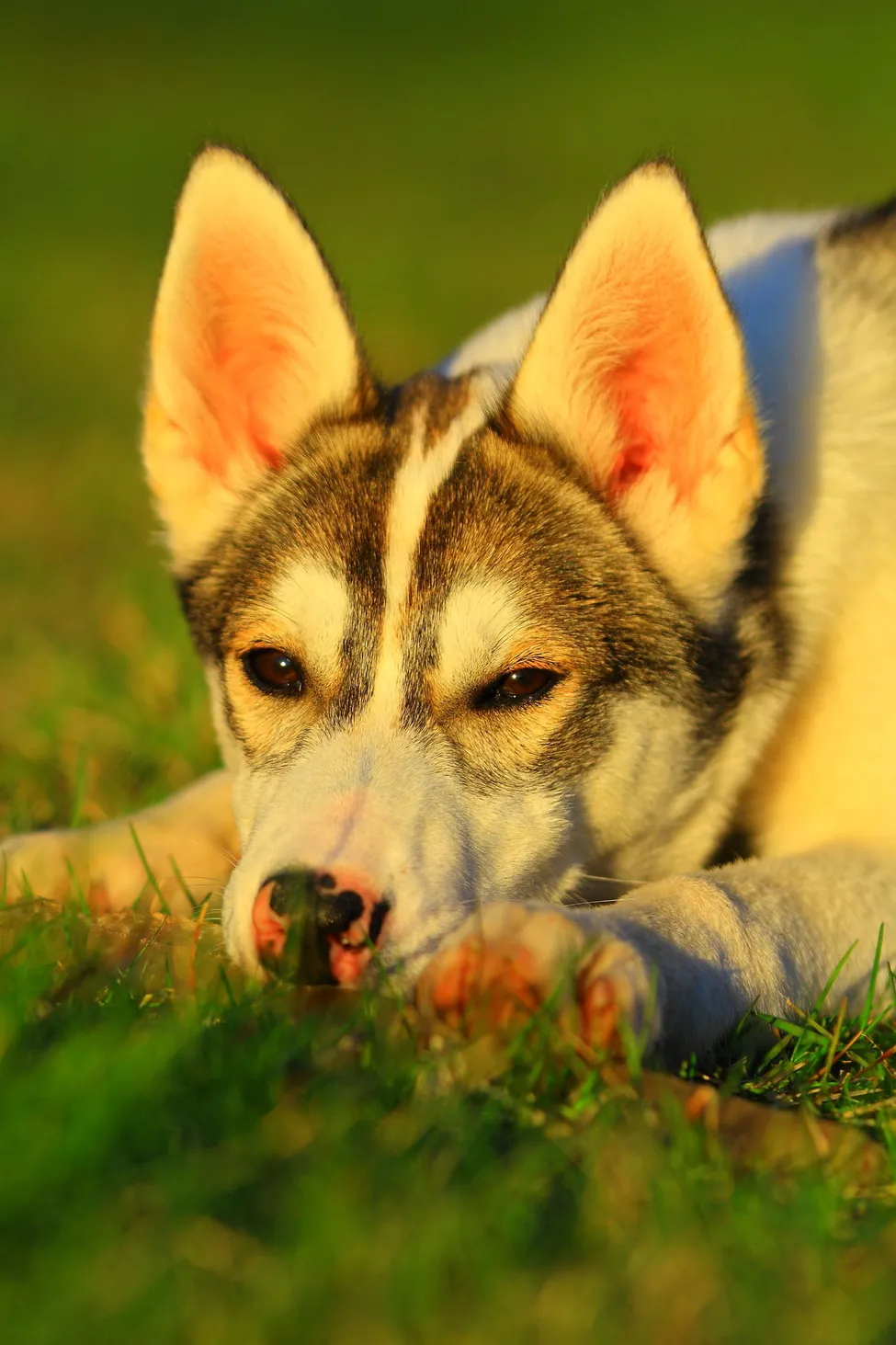 Klicka för att förstora