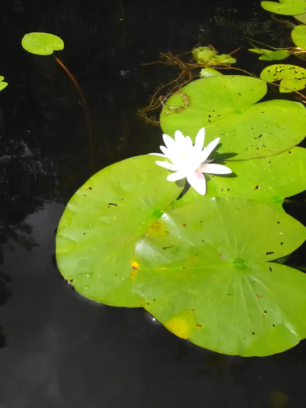 Klicka för att förstora