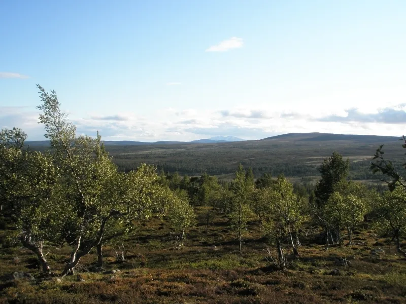 Klicka för att förstora
