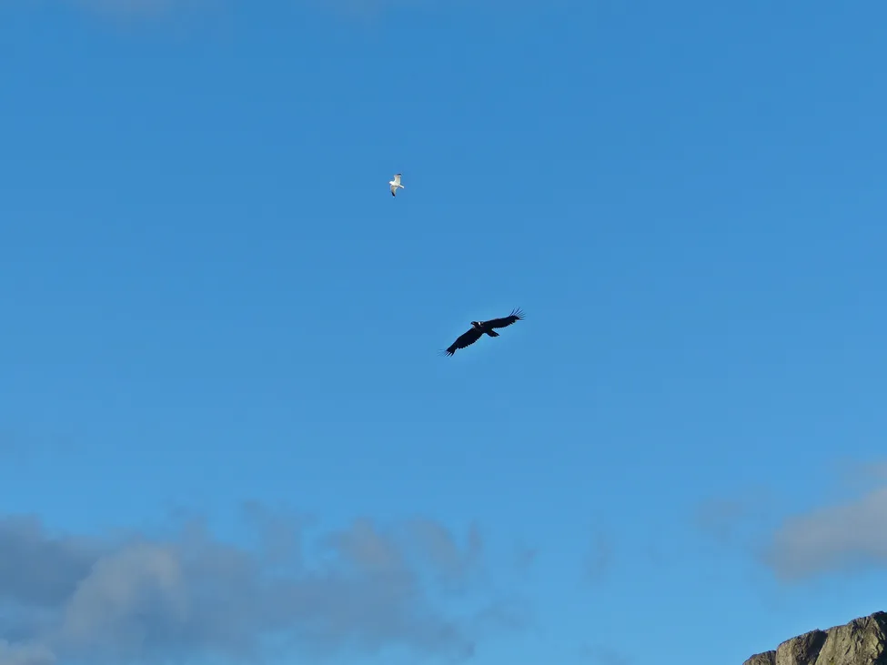 Klicka för att förstora