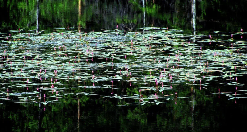 Klicka för att förstora