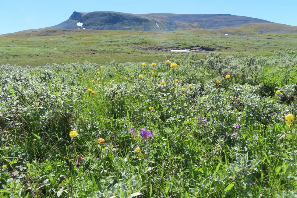 Klicka för att förstora