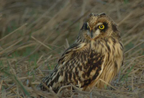 Den sällskapliga jordugglan