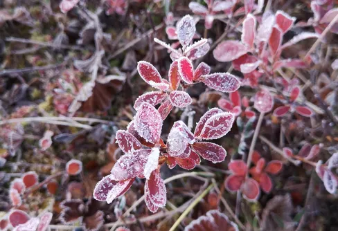 Muddus - fram till Nammavárre