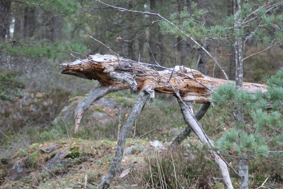 Klicka för att förstora