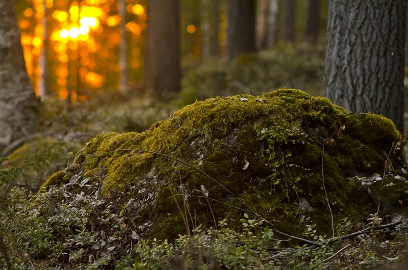 Klicka för att förstora