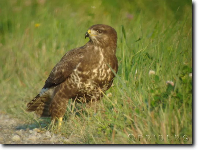 Klicka för att förstora