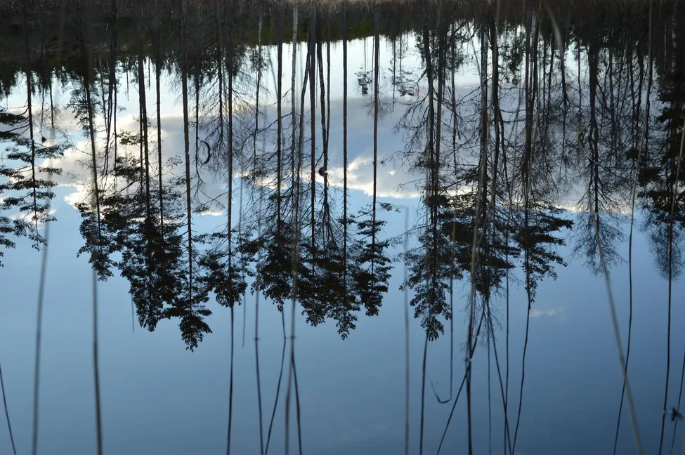 Klicka för att förstora