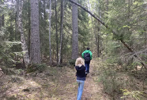 Besök i finaste skogen vid Spikbodarna 240519