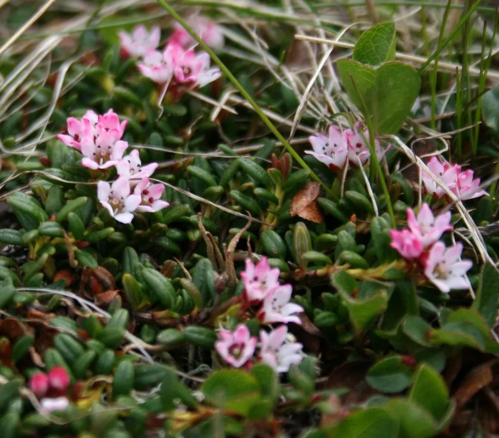 Klicka för att förstora