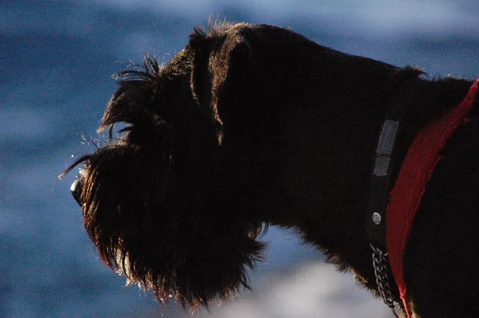 Klicka för att förstora