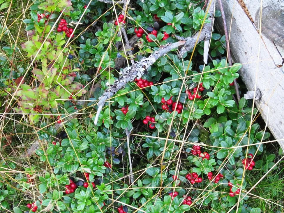 Klicka för att förstora
