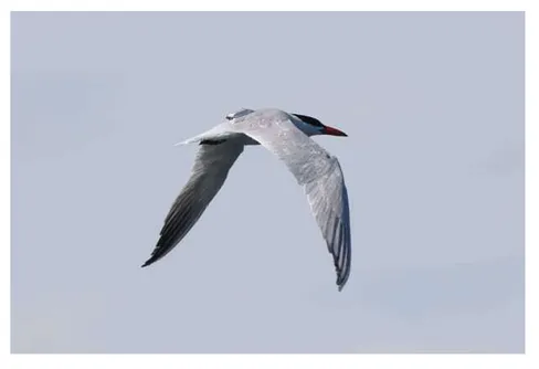 Flyttfåglar med GPS i spännande naturvårdsprojekt