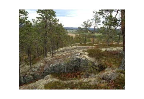 Skogens Konung och lite blåbär, väldigt lite