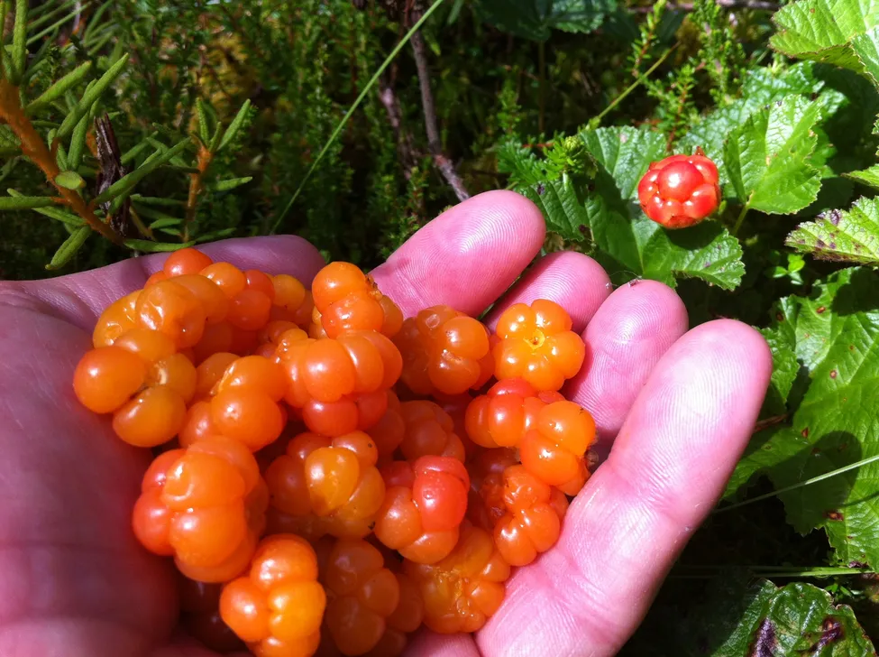Klicka för att förstora