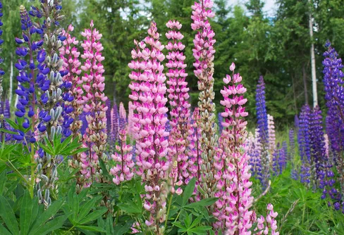 Hjälp till att rapportera invasiva växter och djur