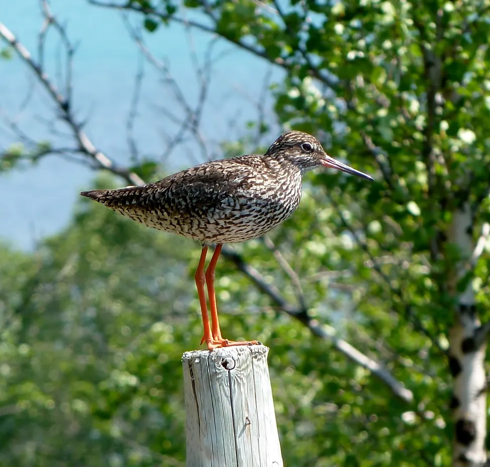 Klicka för att förstora