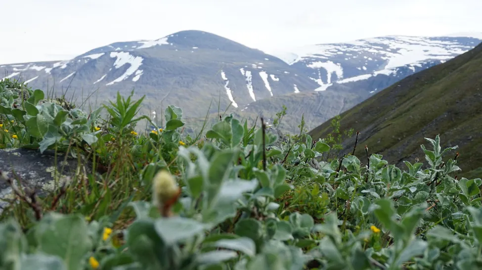 Klicka för att förstora