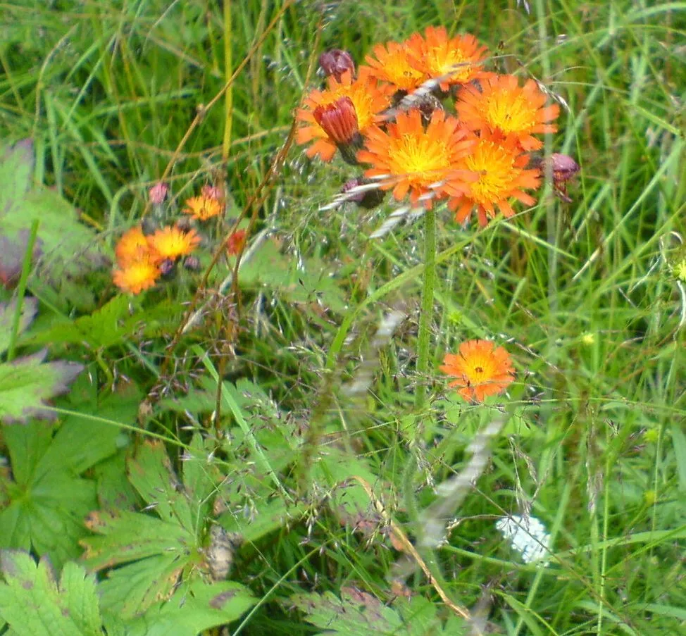 Klicka för att förstora