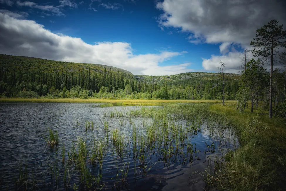 Klicka för att förstora