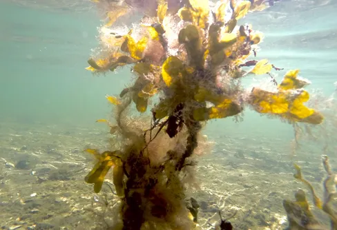 En dagstur på havet.