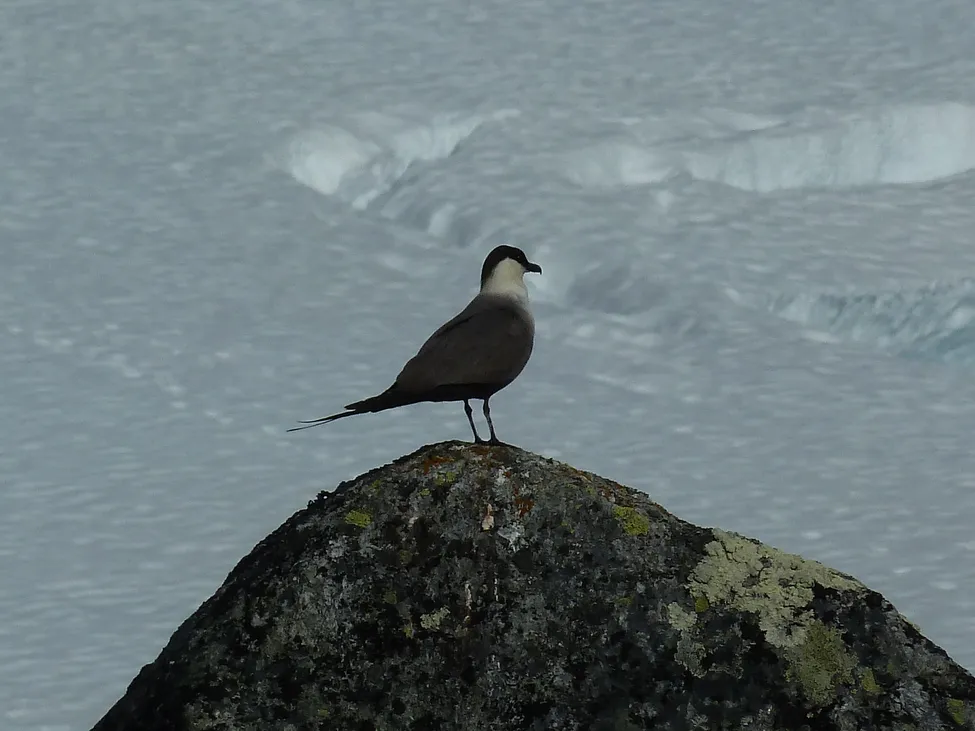 Klicka för att förstora