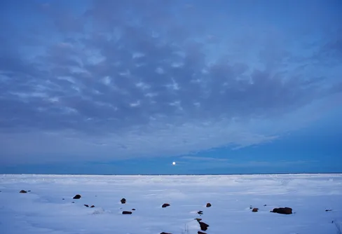 Bottenvikens vita vidder