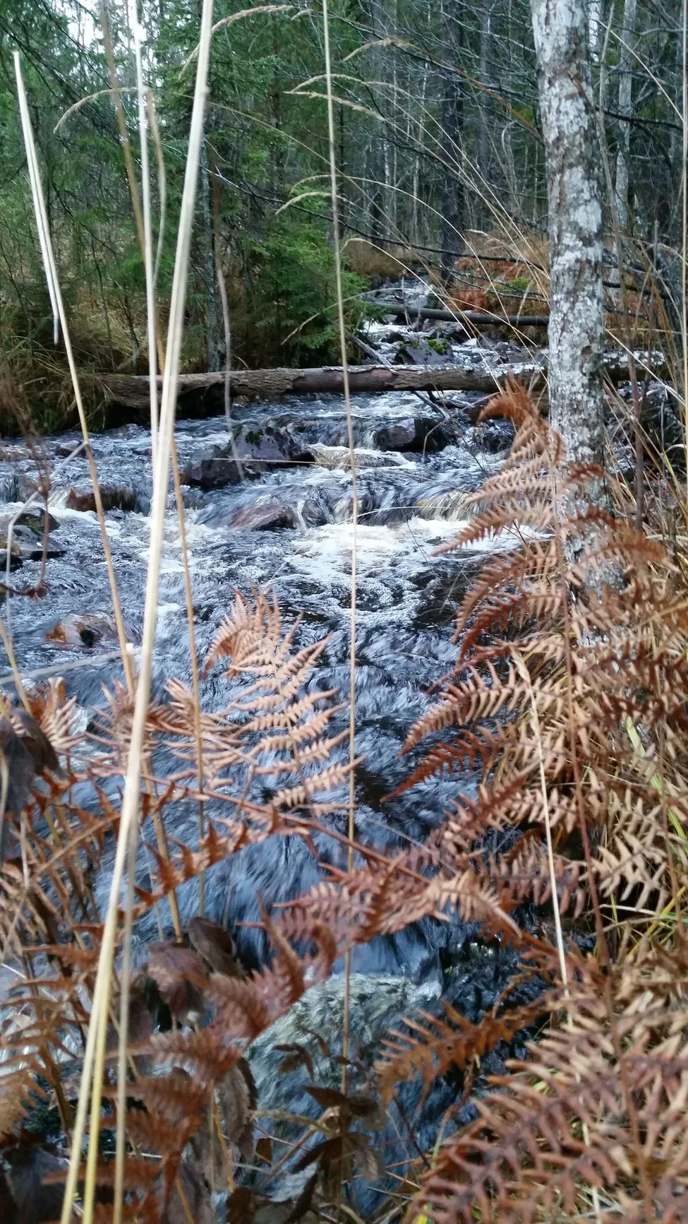 Klicka för att förstora