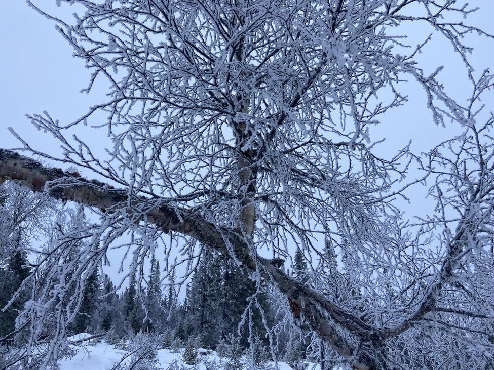 Klicka för att förstora