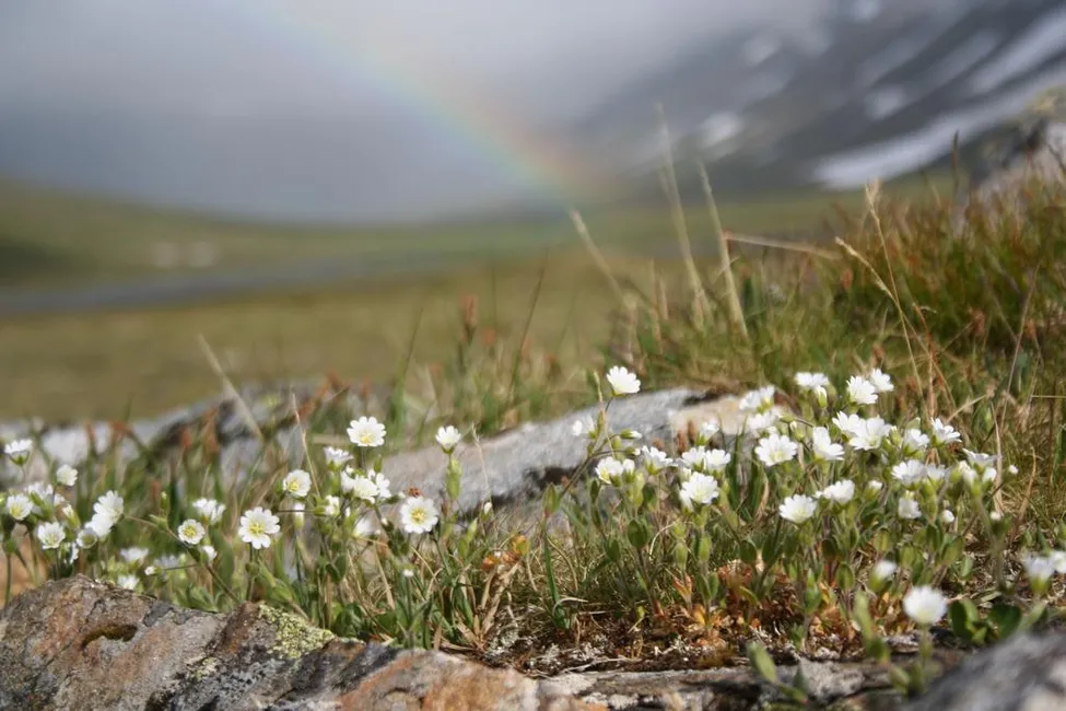 Klicka för att förstora