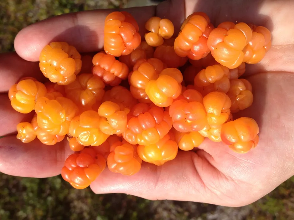 Klicka för att förstora