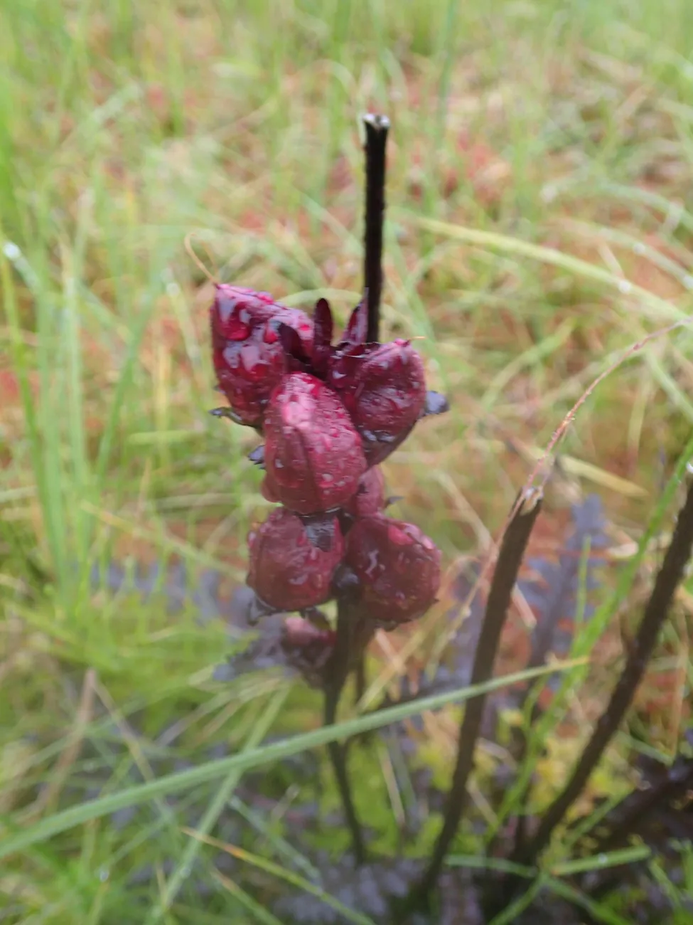 Klicka för att förstora
