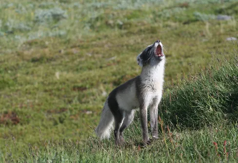 Rekordår för fjällrävarna i Härjedalen och Jämtand