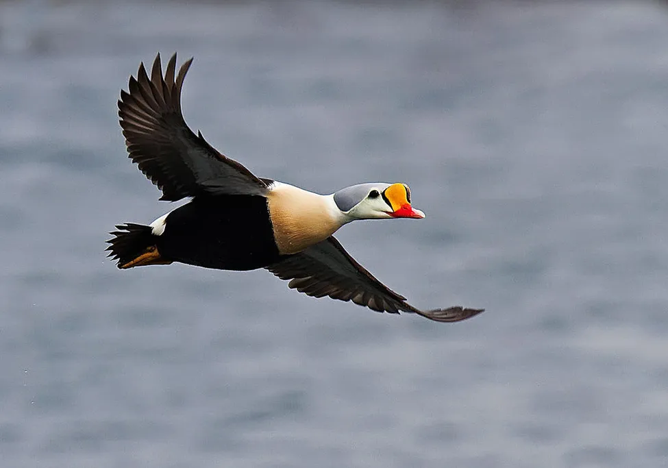 Klicka för att förstora