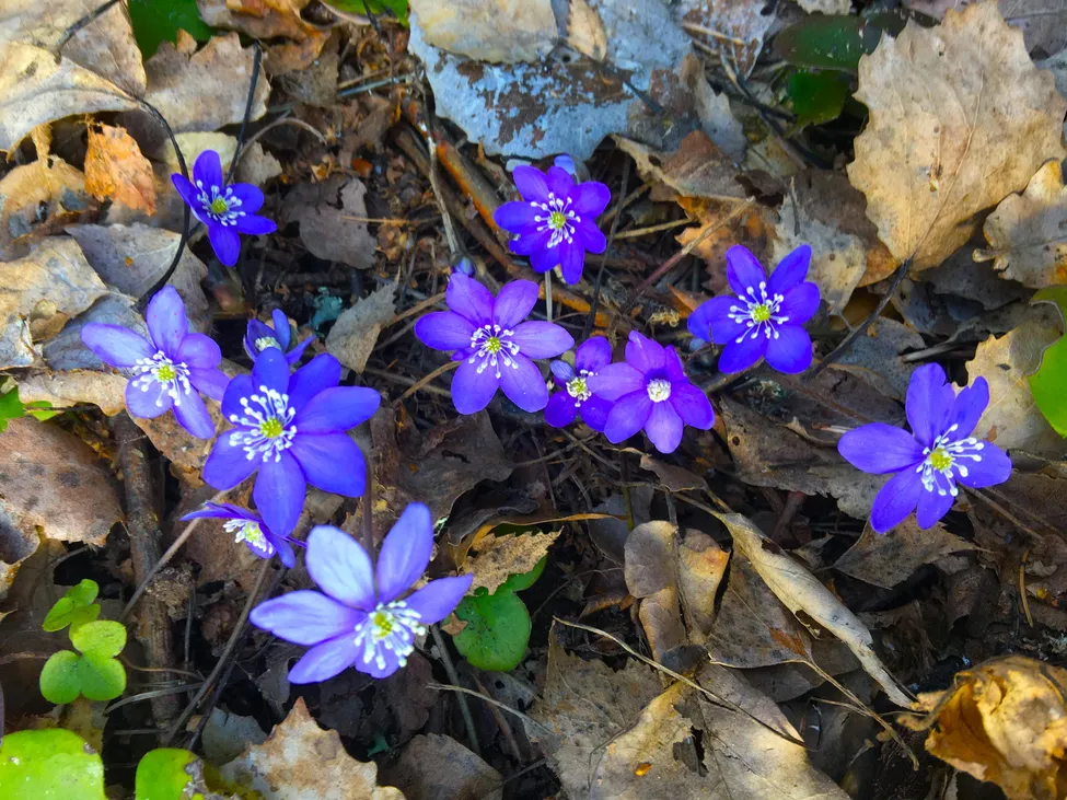 Klicka för att förstora