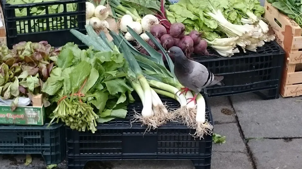 Klicka för att förstora