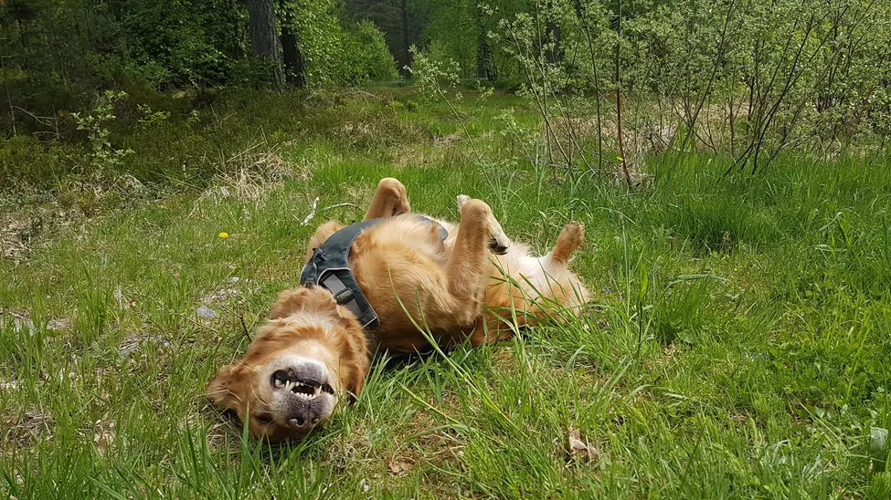 Klicka för att förstora