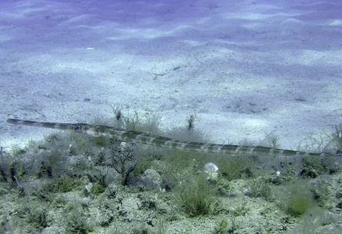 Mötet med Medelhavets glidande skugga