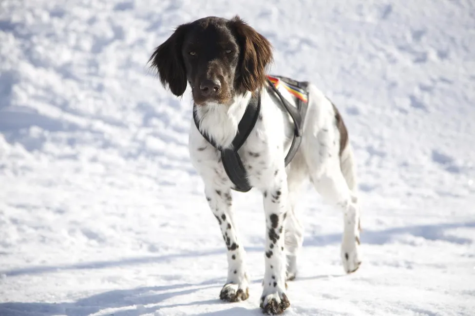 Klicka för att förstora