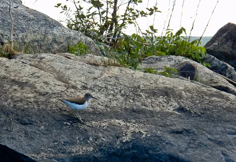 Paddling i Björköfjärden